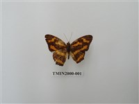 藏品(花豹盛蛺蝶)的圖片